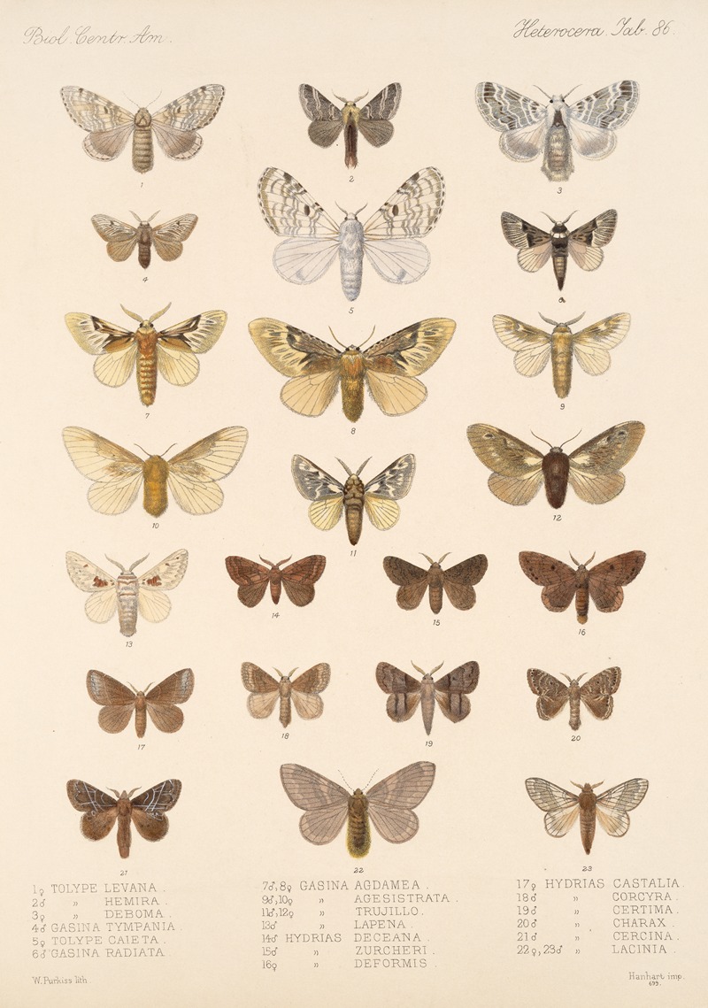 Frederick DuCane Godman - Insecta Lepidoptera-Heterocera Pl 086