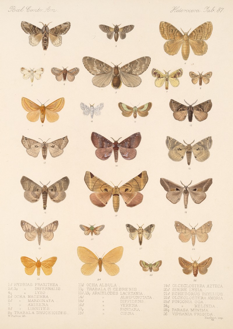 Frederick DuCane Godman - Insecta Lepidoptera-Heterocera Pl 087