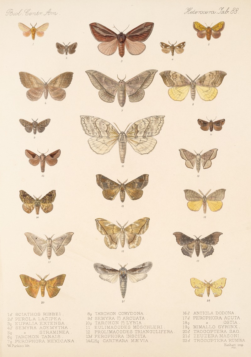 Frederick DuCane Godman - Insecta Lepidoptera-Heterocera Pl 088