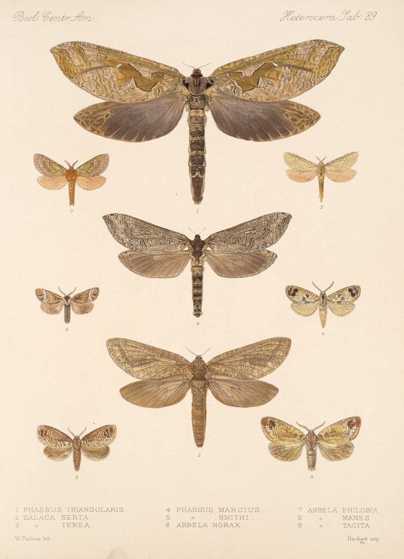 Frederick DuCane Godman - Insecta Lepidoptera-Heterocera Pl 089