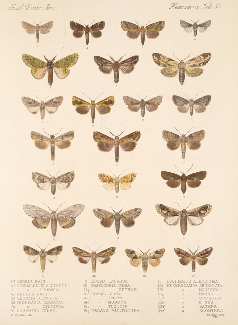 Frederick DuCane Godman - Insecta Lepidoptera-Heterocera Pl 090