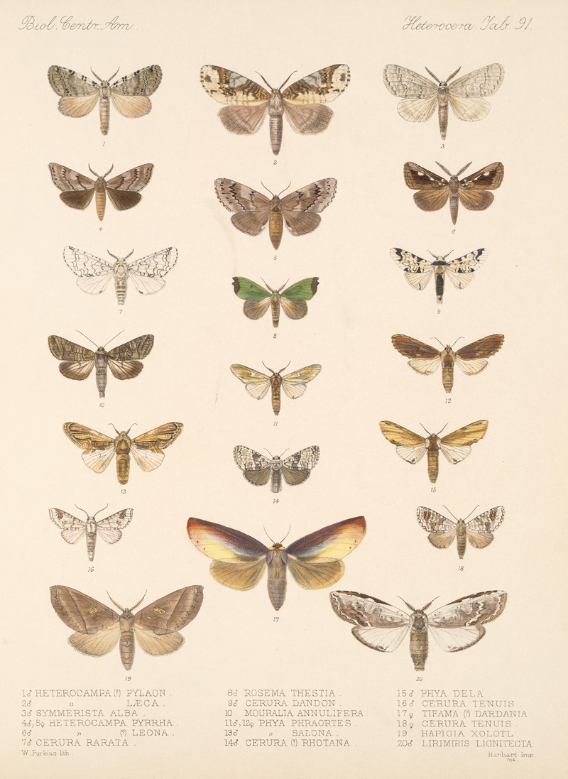 Frederick DuCane Godman - Insecta Lepidoptera-Heterocera Pl 091
