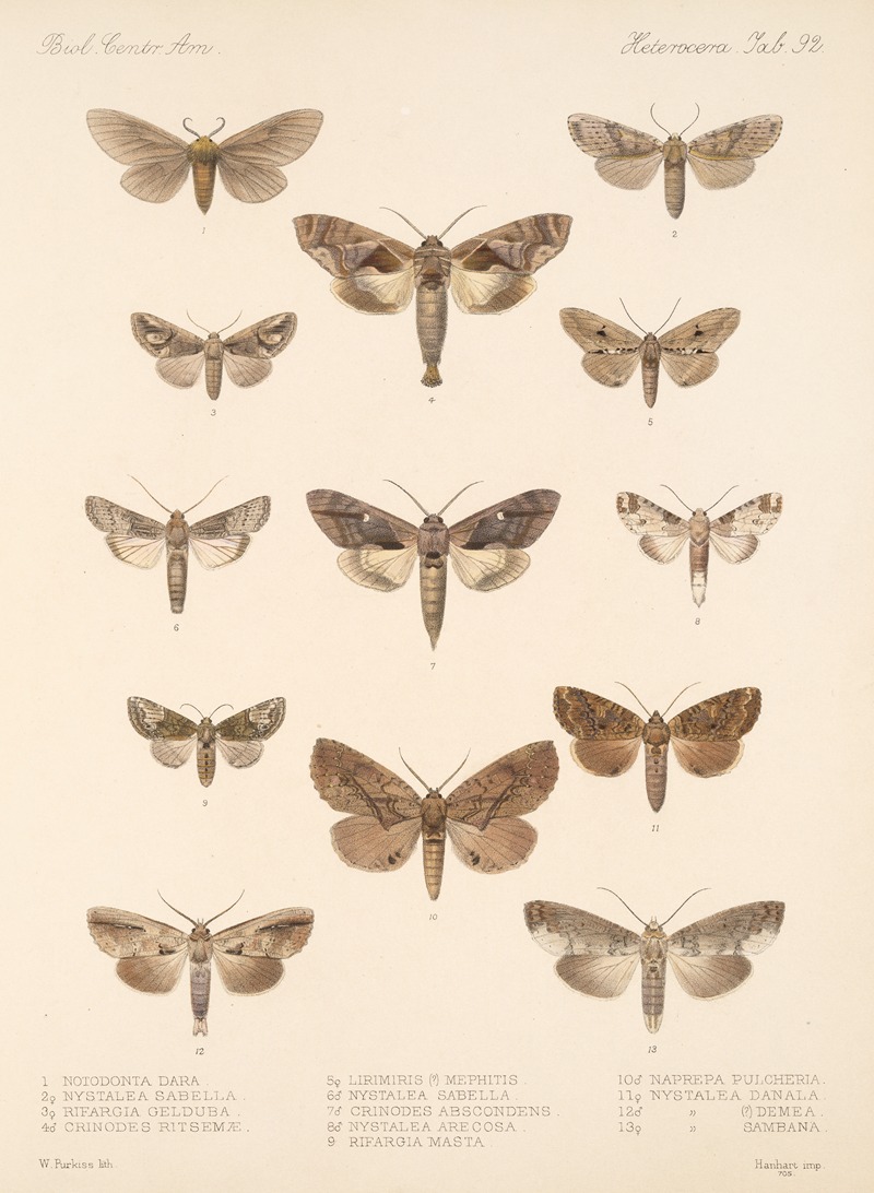Frederick DuCane Godman - Insecta Lepidoptera-Heterocera Pl 092