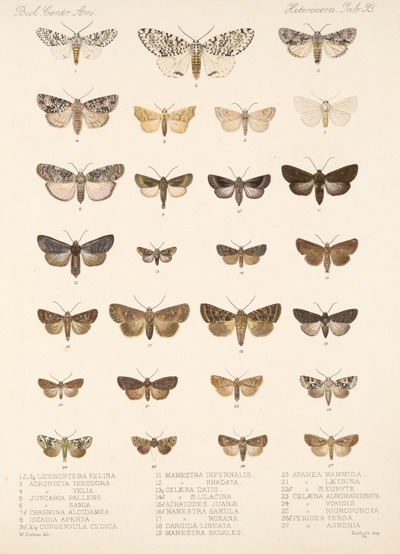 Frederick DuCane Godman - Insecta Lepidoptera-Heterocera Pl 093