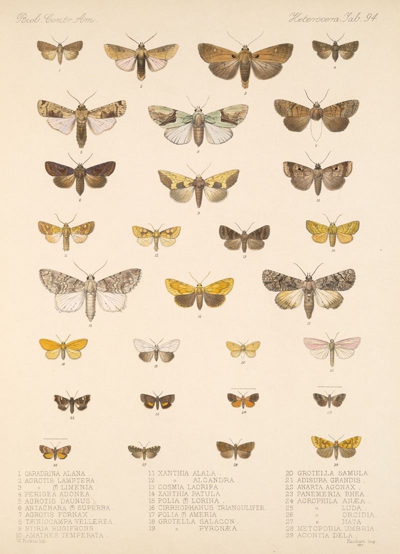 Frederick DuCane Godman - Insecta Lepidoptera-Heterocera Pl 094