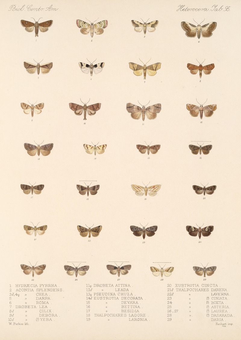 Frederick DuCane Godman - Insecta Lepidoptera-Heterocera Pl 095