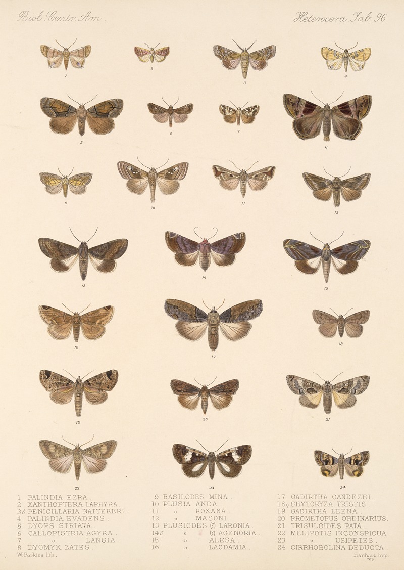 Frederick DuCane Godman - Insecta Lepidoptera-Heterocera Pl 096