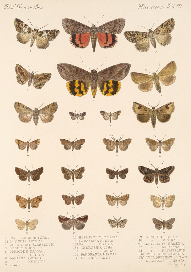 Frederick DuCane Godman - Insecta Lepidoptera-Heterocera Pl 097
