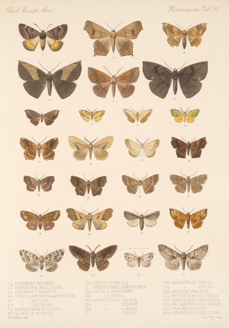 Frederick DuCane Godman - Insecta Lepidoptera-Heterocera Pl 098