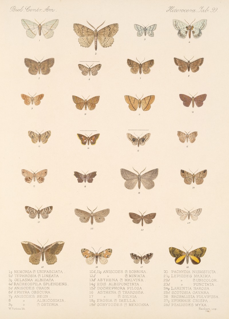 Frederick DuCane Godman - Insecta Lepidoptera-Heterocera Pl 099