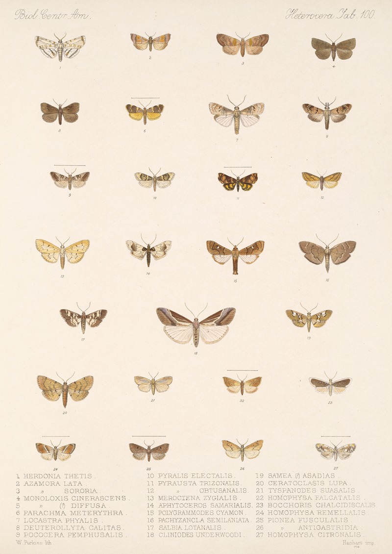 Frederick DuCane Godman - Insecta Lepidoptera-Heterocera Pl 100