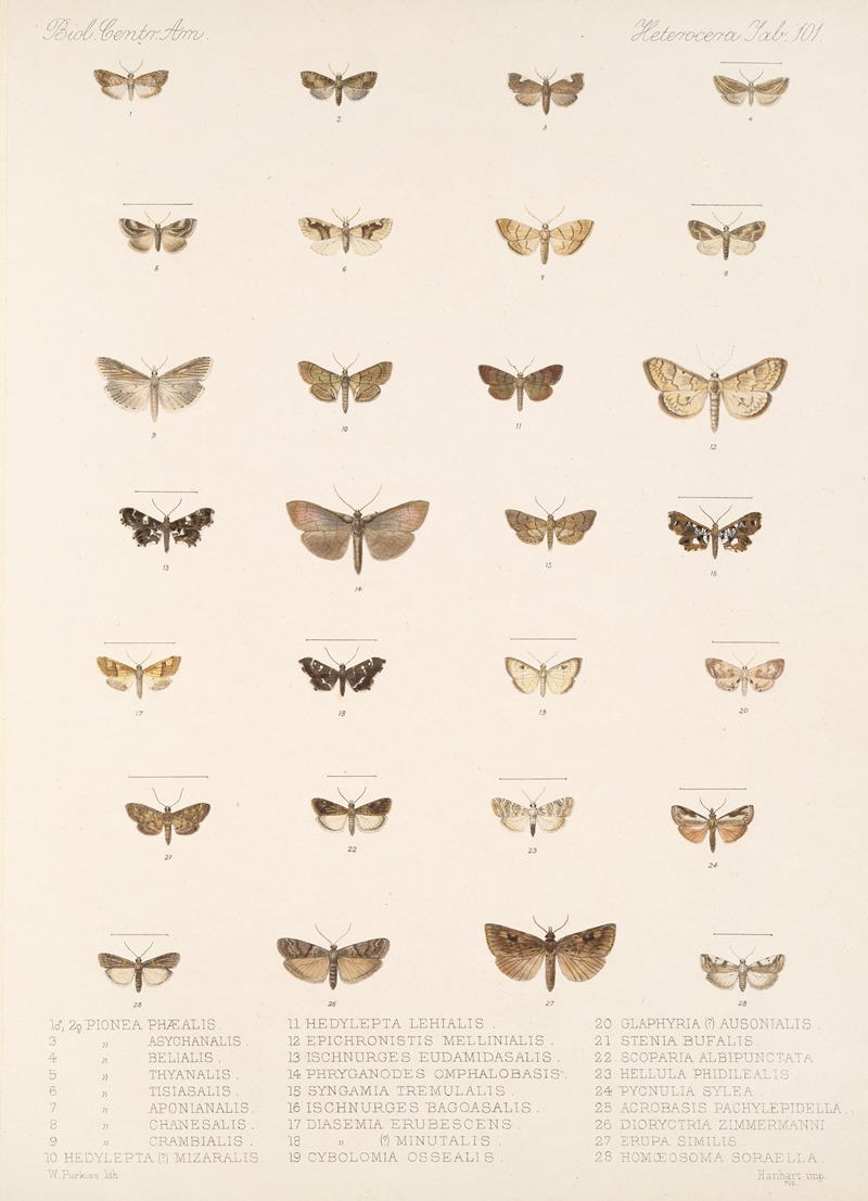 Frederick DuCane Godman - Insecta Lepidoptera-Heterocera Pl 101