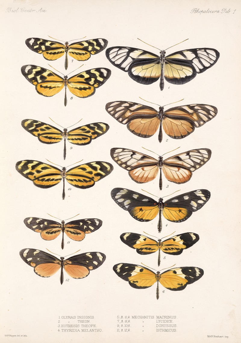 Frederick DuCane Godman - Insecta Lepidoptera-Rhopalocera Pl 001