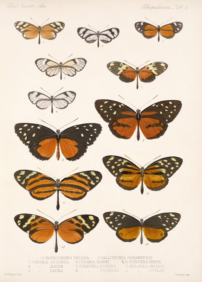 Frederick DuCane Godman - Insecta Lepidoptera-Rhopalocera Pl 002