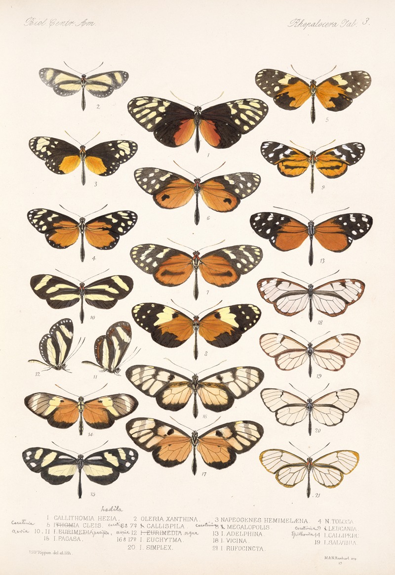 Frederick DuCane Godman - Insecta Lepidoptera-Rhopalocera Pl 003