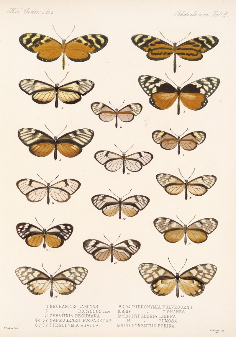 Frederick DuCane Godman - Insecta Lepidoptera-Rhopalocera Pl 004
