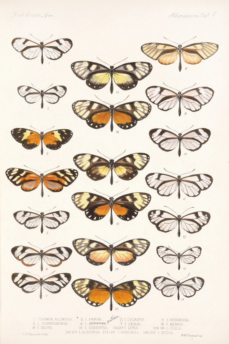 Frederick DuCane Godman - Insecta Lepidoptera-Rhopalocera Pl 005