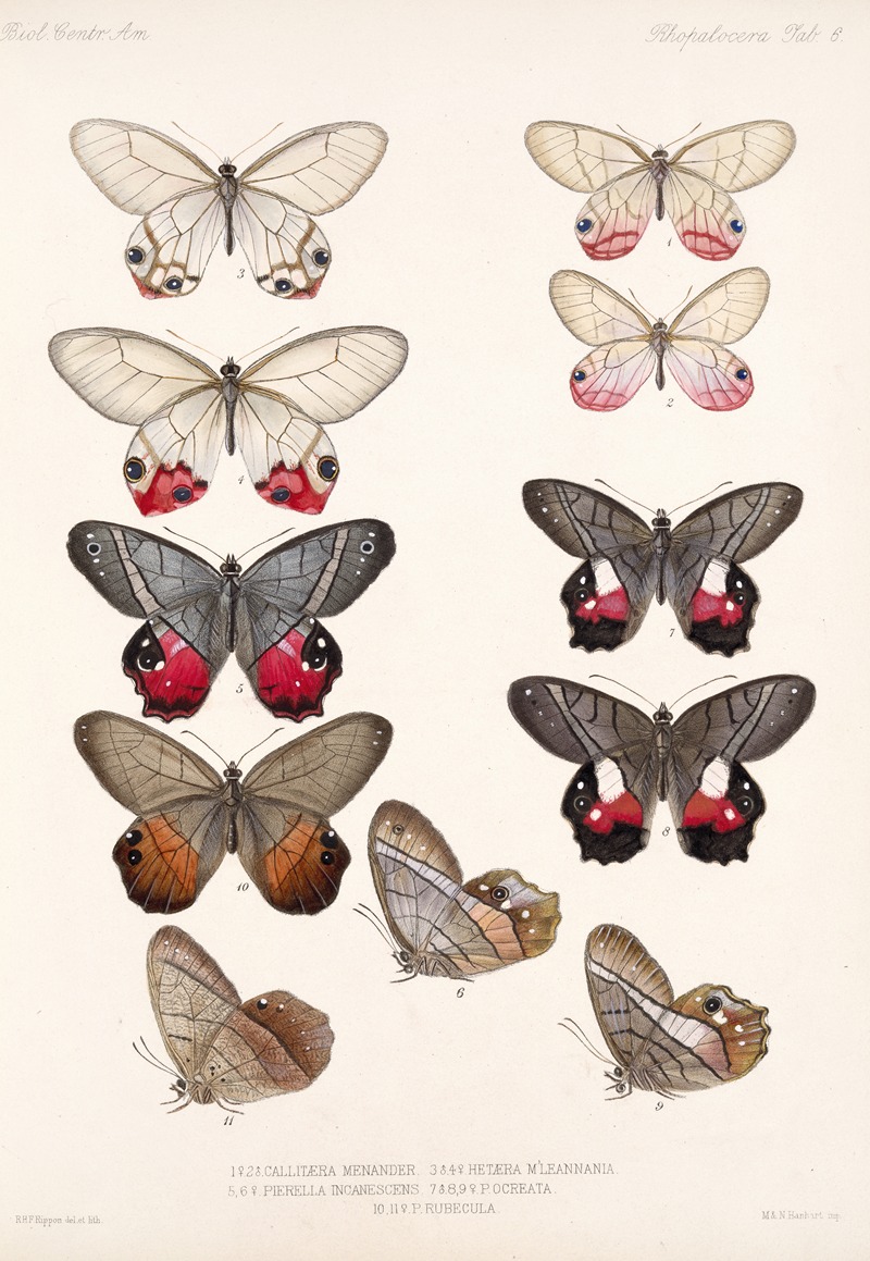 Frederick DuCane Godman - Insecta Lepidoptera-Rhopalocera Pl 006