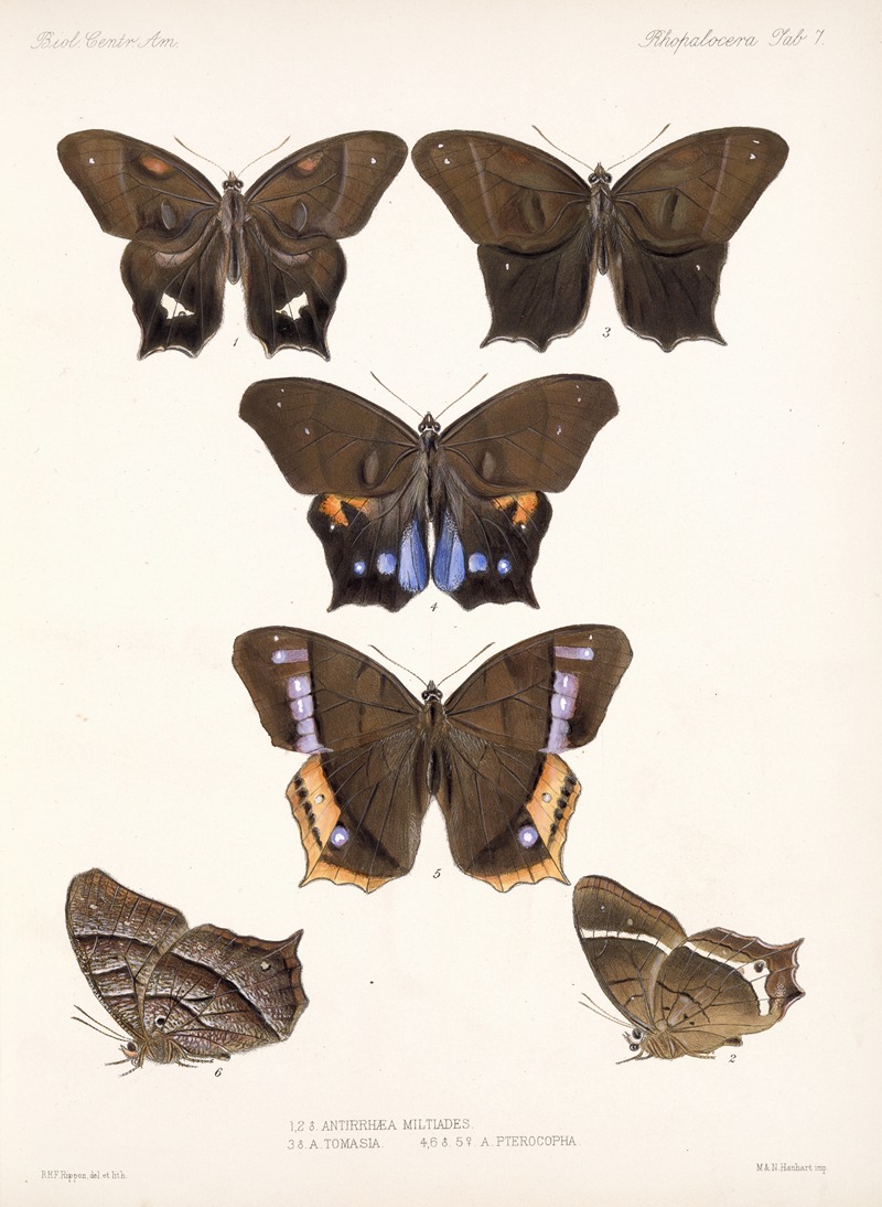 Frederick DuCane Godman - Insecta Lepidoptera-Rhopalocera Pl 007