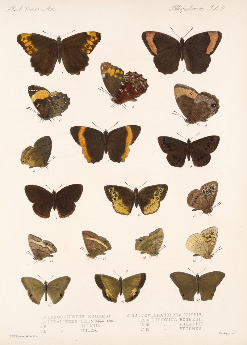 Frederick DuCane Godman - Insecta Lepidoptera-Rhopalocera Pl 009