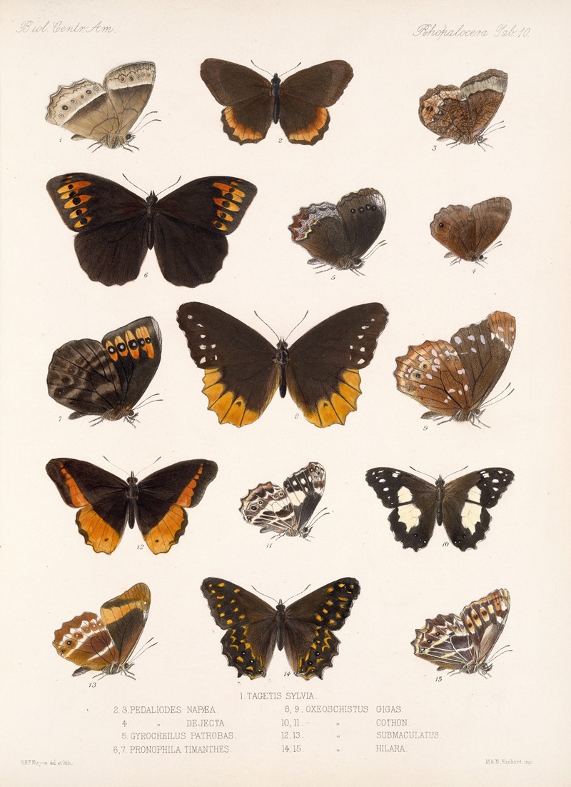 Frederick DuCane Godman - Insecta Lepidoptera-Rhopalocera Pl 010