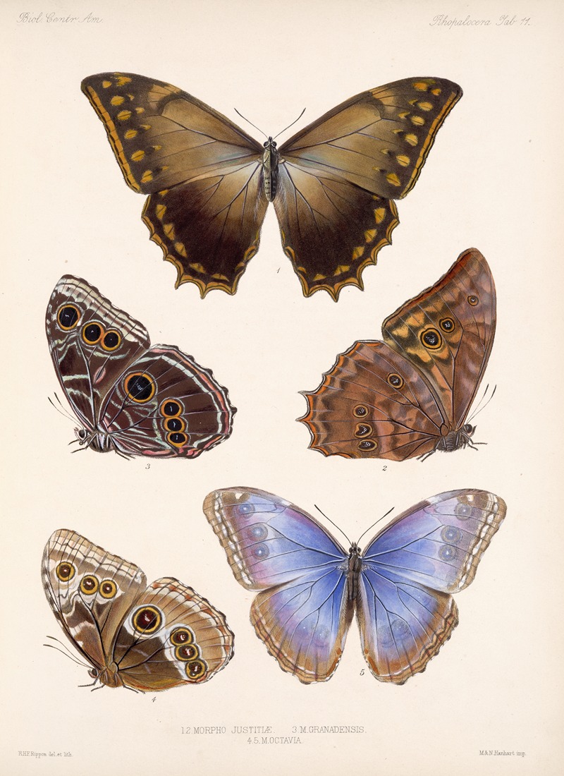 Frederick DuCane Godman - Insecta Lepidoptera-Rhopalocera Pl 011