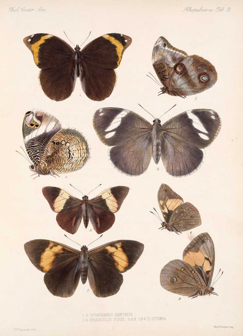 Frederick DuCane Godman - Insecta Lepidoptera-Rhopalocera Pl 012