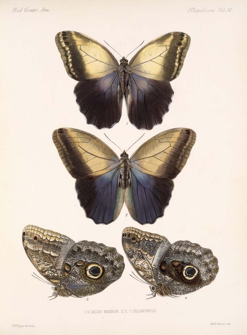 Frederick DuCane Godman - Insecta Lepidoptera-Rhopalocera Pl 014