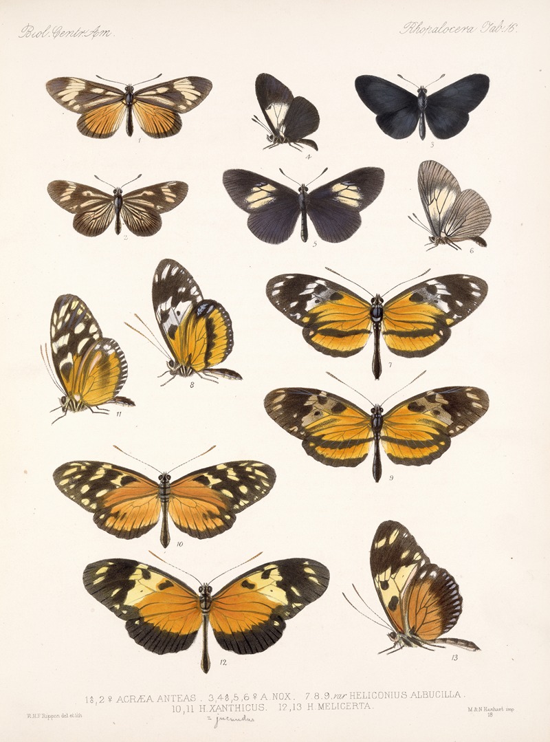 Frederick DuCane Godman - Insecta Lepidoptera-Rhopalocera Pl 016