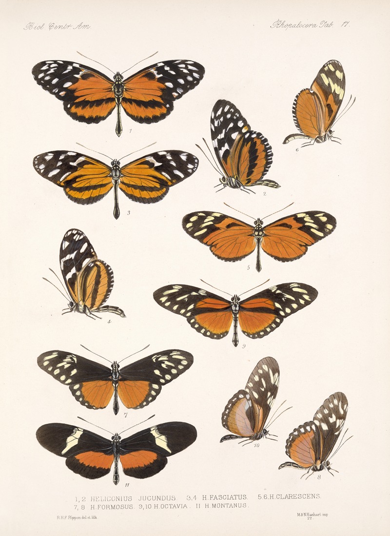 Frederick DuCane Godman - Insecta Lepidoptera-Rhopalocera Pl 017