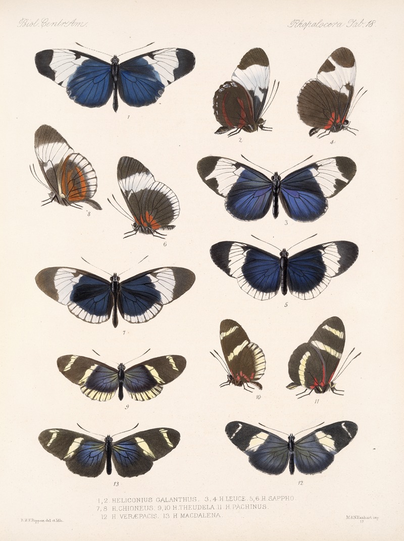 Frederick DuCane Godman - Insecta Lepidoptera-Rhopalocera Pl 018