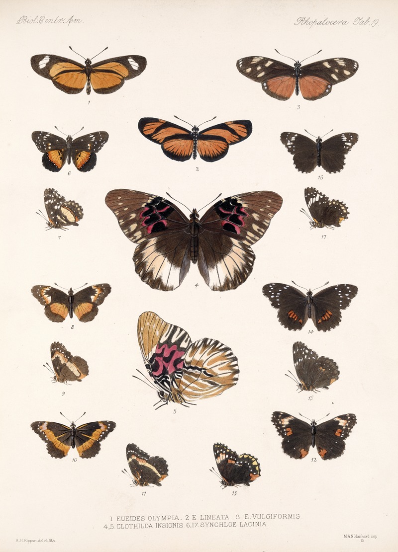 Frederick DuCane Godman - Insecta Lepidoptera-Rhopalocera Pl 019