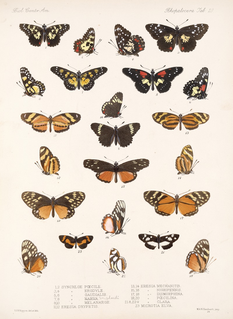 Frederick DuCane Godman - Insecta Lepidoptera-Rhopalocera Pl 020