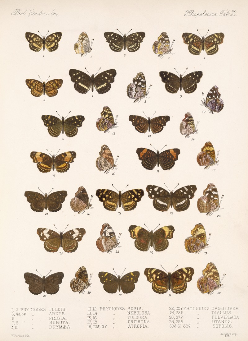 Frederick DuCane Godman - Insecta Lepidoptera-Rhopalocera Pl 022
