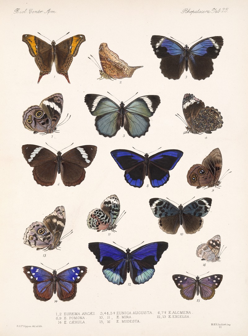 Frederick DuCane Godman - Insecta Lepidoptera-Rhopalocera Pl 023