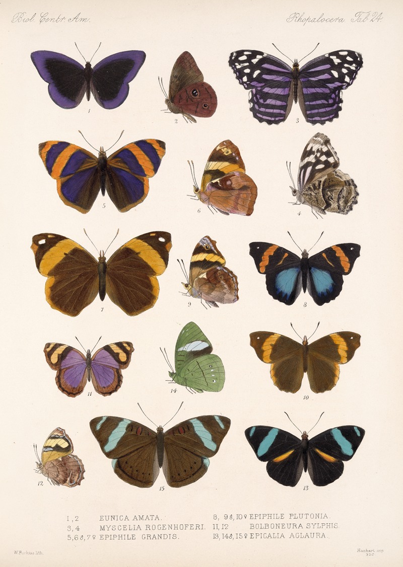 Frederick DuCane Godman - Insecta Lepidoptera-Rhopalocera Pl 024