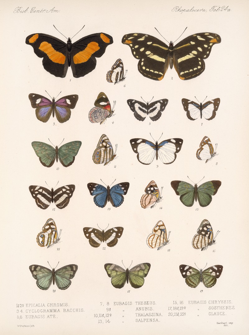 Frederick DuCane Godman - Insecta Lepidoptera-Rhopalocera Pl 025