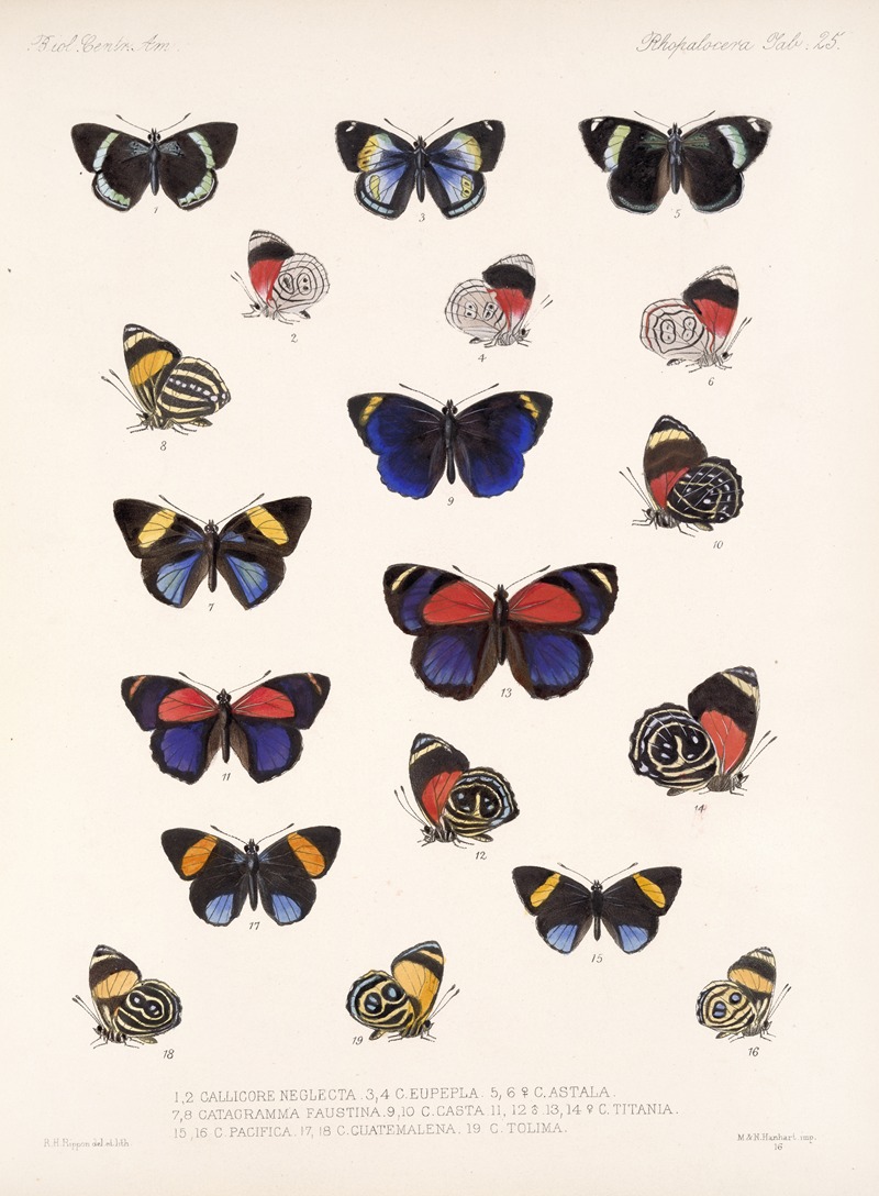 Frederick DuCane Godman - Insecta Lepidoptera-Rhopalocera Pl 026