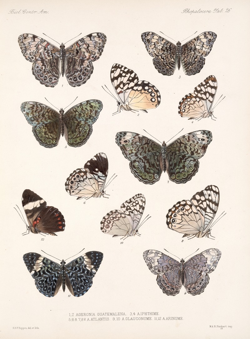 Frederick DuCane Godman - Insecta Lepidoptera-Rhopalocera Pl 027