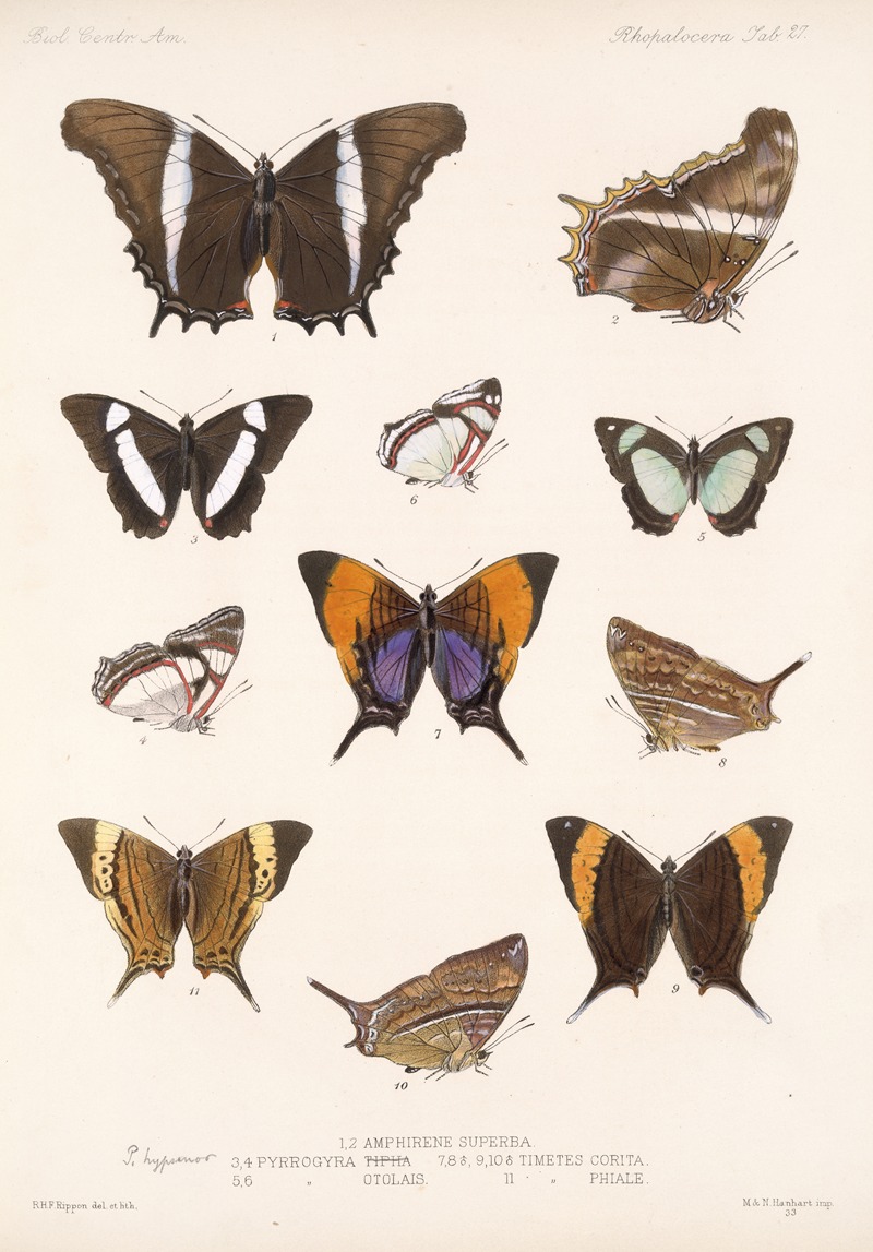 Frederick DuCane Godman - Insecta Lepidoptera-Rhopalocera Pl 028