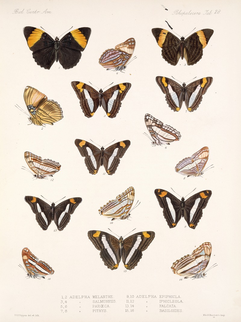Frederick DuCane Godman - Insecta Lepidoptera-Rhopalocera Pl 029