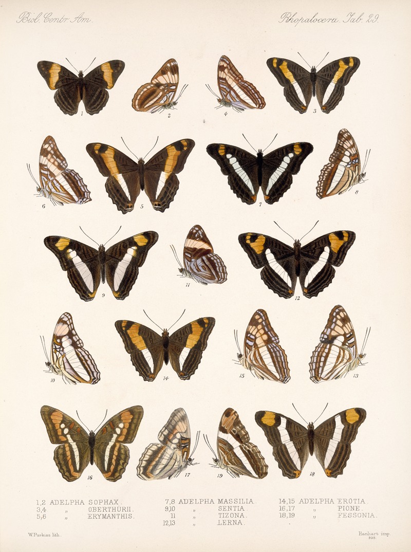 Frederick DuCane Godman - Insecta Lepidoptera-Rhopalocera Pl 030