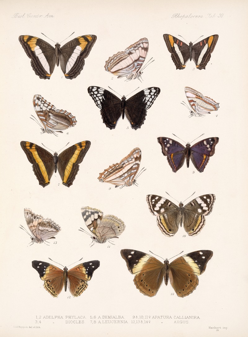 Frederick DuCane Godman - Insecta Lepidoptera-Rhopalocera Pl 031