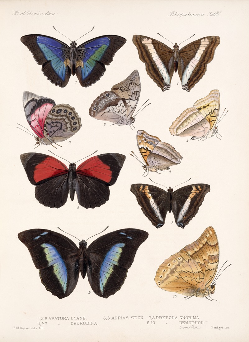 Frederick DuCane Godman - Insecta Lepidoptera-Rhopalocera Pl 032