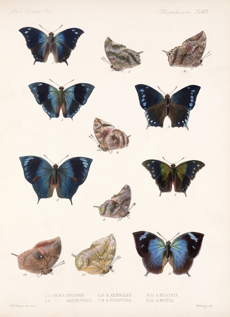 Frederick DuCane Godman - Insecta Lepidoptera-Rhopalocera Pl 033