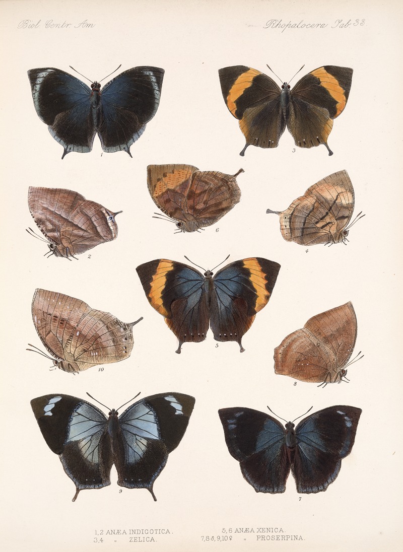 Frederick DuCane Godman - Insecta Lepidoptera-Rhopalocera Pl 034