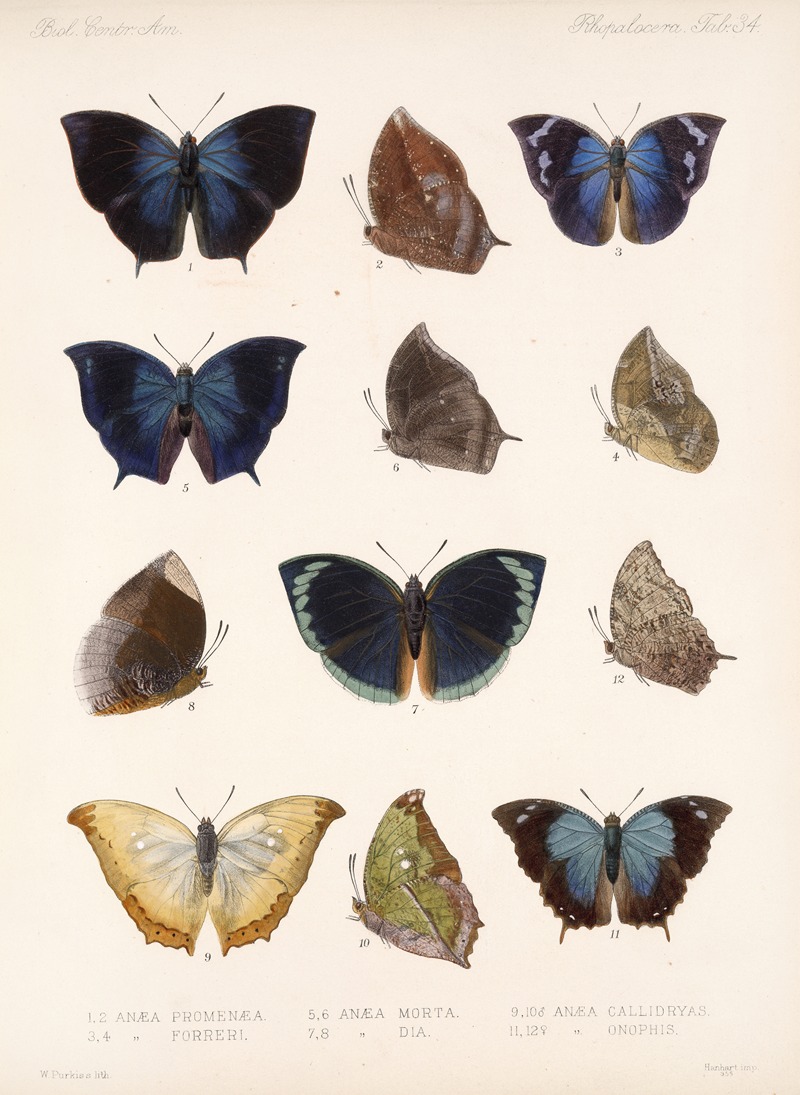 Frederick DuCane Godman - Insecta Lepidoptera-Rhopalocera Pl 035