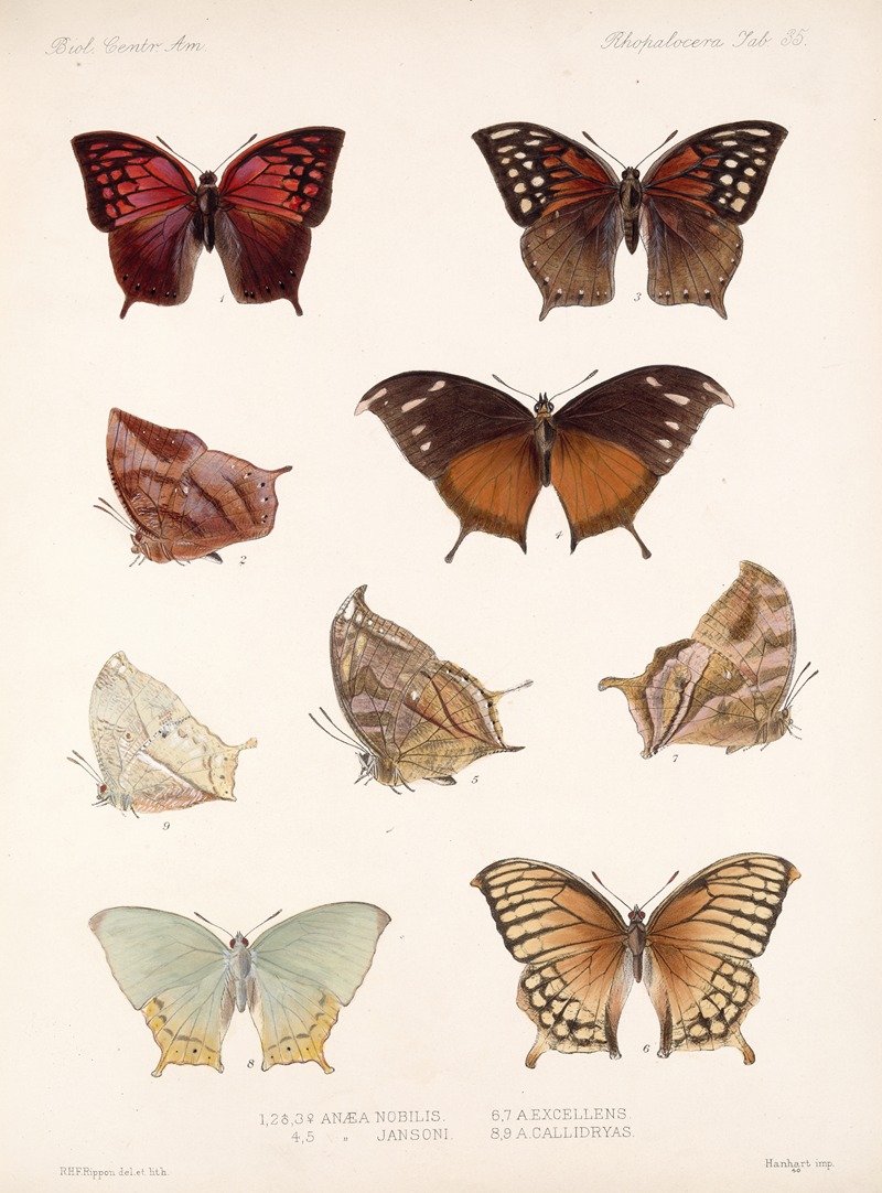 Frederick DuCane Godman - Insecta Lepidoptera-Rhopalocera Pl 036