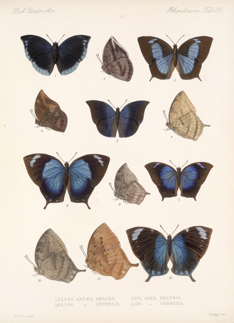 Frederick DuCane Godman - Insecta Lepidoptera-Rhopalocera Pl 037