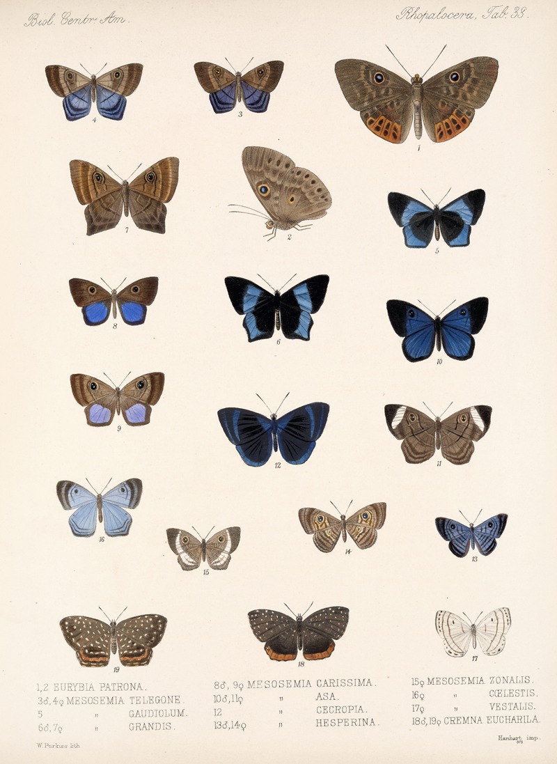 Frederick DuCane Godman - Insecta Lepidoptera-Rhopalocera Pl 039